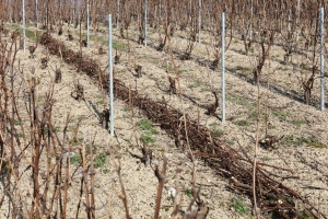 Champagne FALLET Jean-Luc et Alexandra - Rangs de vigne taillés