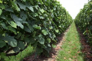Champagne FALLET Jean-Luc et Alexandra - Rang de vigne enherbé
