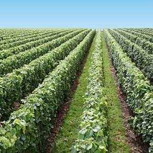 Champagne FALLET Jean-Luc et Alexandra - Le travail de la vigne en Champagne 